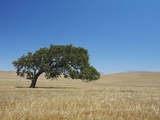 Buy Oak tree in a wheat field at AllPosters.com