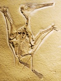 Buy Cast of a Short-Tailed Pterosaur at AllPosters.com