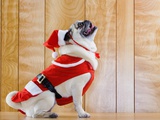 Buy Dog in Santa Suit at AllPosters.com