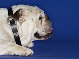 Bulldog
