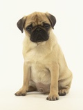 Pug Puppy