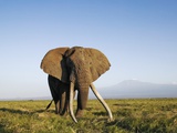African Elephant with Large Tusks