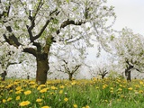Cherry Trees and Dandelions in Bloom