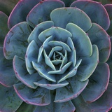 Hens and Chicks Plant