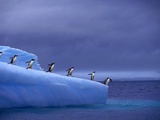 Buy Gentoo Penguins on Iceberg at AllPosters.com