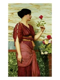 Buy A Red, Red Rose at AllPosters.com