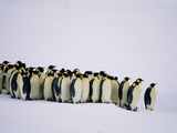 Emperor pinguins standing in a row, side view