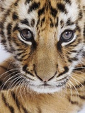 Tiger Cub