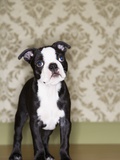 Buy Boston Terrier Puppy at AllPosters.com