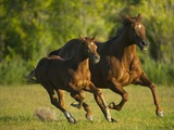 Horses Galloping
