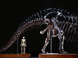 Human Skeleton and Apatosaurus Louisae