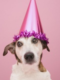 Buy Dog Wearing Party Hat at AllPosters.com