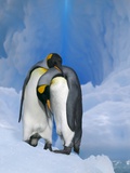 King Penguins Courting