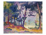 A Pine Grove
