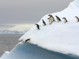 Gentoo Penguin Jumping Off Iceberg in Gerlache Strait