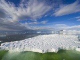 Buy Crabeater Seals on Ice Floe at Holtedehl Bay at AllPosters.com