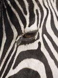Buy Zebra in Ngorongoro Crater, Tanzania at AllPosters.com