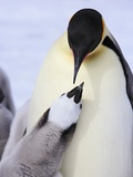 Buy Emperor Penguin and Chick at AllPosters.com