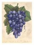Buy Bunch of wine grapes at AllPosters.com