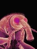 Buy Weevil at AllPosters.com