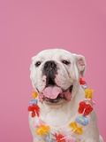 Bulldog wearing a flower garland