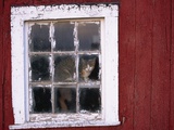 Buy Cat sitting in a barn window at AllPosters.com