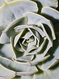 Leaves of succulent plant
