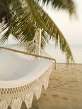 Buy Woven Hammock under Palm Tree at AllPosters.com