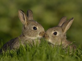 Buy Two Young Rabbits Touch Noses at AllPosters.com