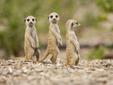 Buy Meerkat Pups, Namibia at AllPosters.com