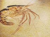 Buy Crustacean Fossil from Solnhofen Limestone Formation at AllPosters.com
