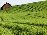 Field of Peas on Rolling Hills