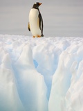 Buy Gentoo Penguin on Ice Floe on the Antarctic Peninsula at AllPosters.com