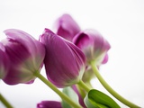 Tulpen Fotografie-Druck
