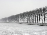 Dike with Cottonwoods in Winter