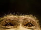 Eyes of Chacma Baboon