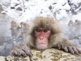 Buy Japanese Snow Monkey in Hot Spring in Winter at AllPosters.com