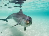 Buy Bottlenose Dolphin at AllPosters.com