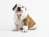 Bulldog Puppy