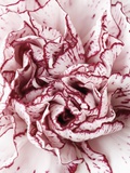 Close-Up of Pink and White Carnation