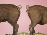 Two Piglets