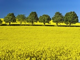 Horsechestnut Trees and Rape Field