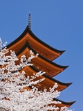 Cherry Blossoms at Itsukushima Jinja Shrine