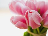 Pink tulips