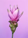 Buy Pink Curcuma Flower at AllPosters.com