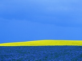 Flax and Canola Fields Under Stormy Sky