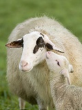 Sheep with Lamb