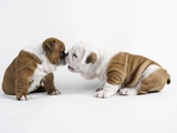 Bulldog Puppies Playing