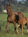 Buy Thoroughbred Horse and Colt at AllPosters.com