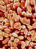Buy Otoliths of a Rabbit at AllPosters.com